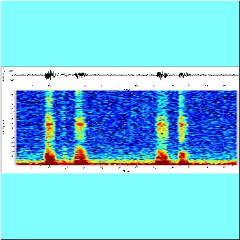 Pterodoras granulosus in tank_spectrogram.png